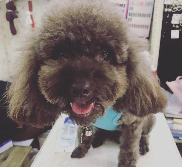 泰迪犬纯不纯看爪子