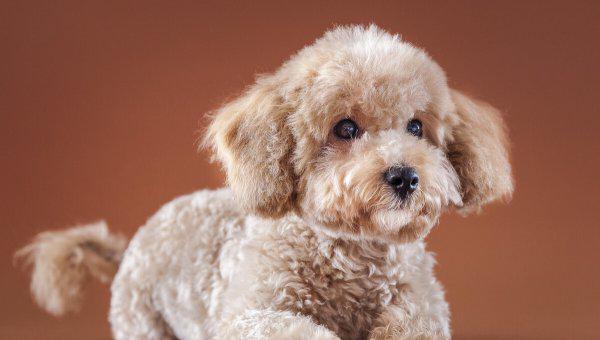 泰迪犬纯不纯看爪子