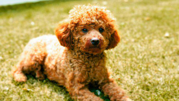 泰迪犬纯不纯看爪子