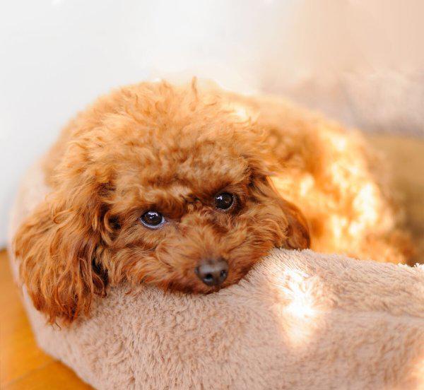 泰迪犬纯不纯看爪子