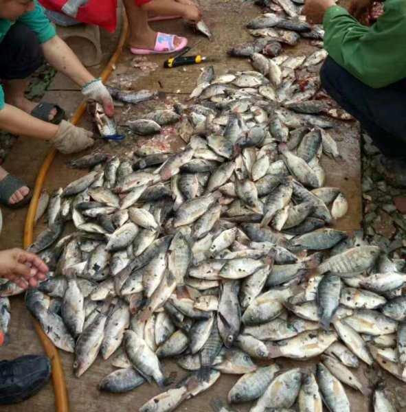 广东人为何不吃罗非鱼