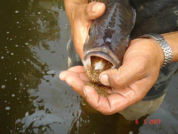 广东人为何不吃罗非鱼