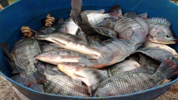 广东人为何不吃罗非鱼