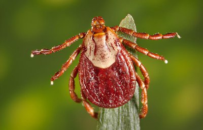 狗身上蜱虫会跑到人身上吗 为什么狗身上会有蜱虫