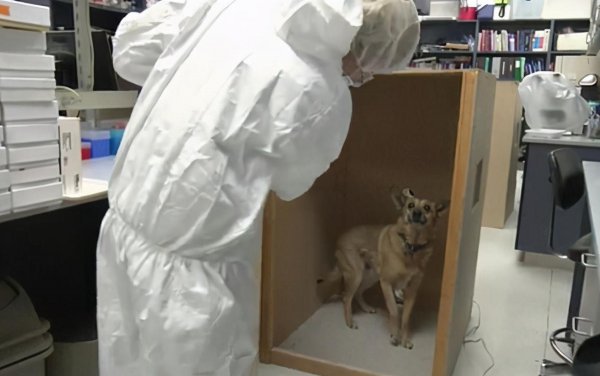 狗身上蜱虫会跑到人身上吗