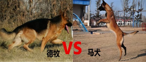 马犬和德牧哪个好更厉害