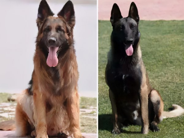 马犬和德牧哪个好更厉害