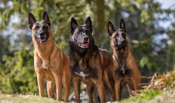 马犬和德牧哪个好更厉害