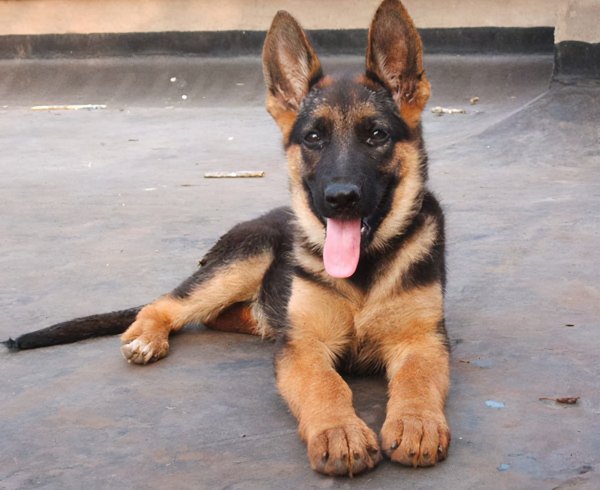 马犬和德牧哪个好更厉害