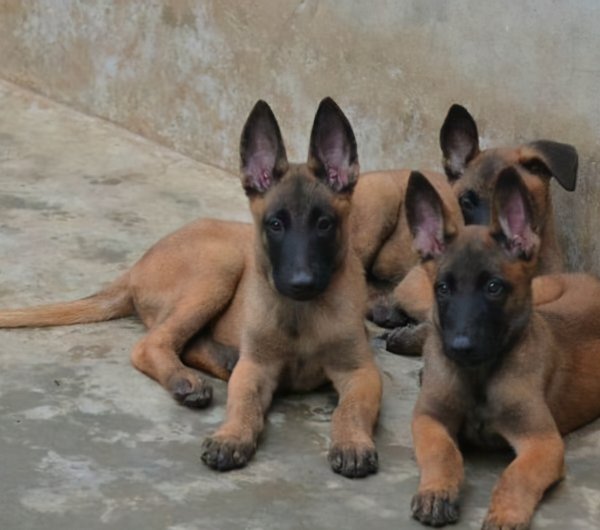 马犬和德牧哪个好更厉害