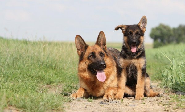 马犬和德牧哪个好更厉害