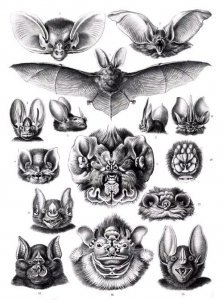 蝙蝠是怎么来的 你知道蝙蝠是由什么生物进化而来的吗