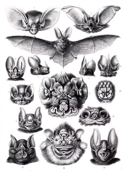 蝙蝠是怎么来的