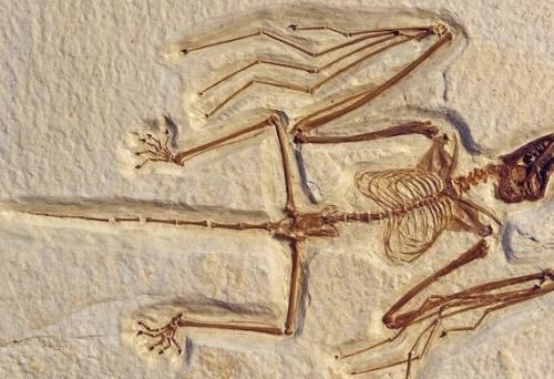 蝙蝠是怎么来的