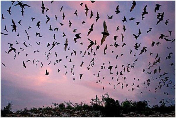 蝙蝠是怎么来的