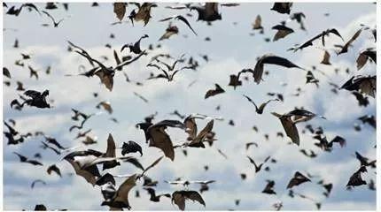 蝙蝠是怎么来的