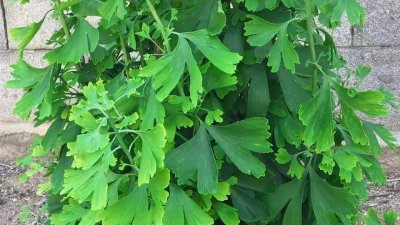 银杏叶怎么处理才能泡水喝 银杏叶茶的正确制作方法