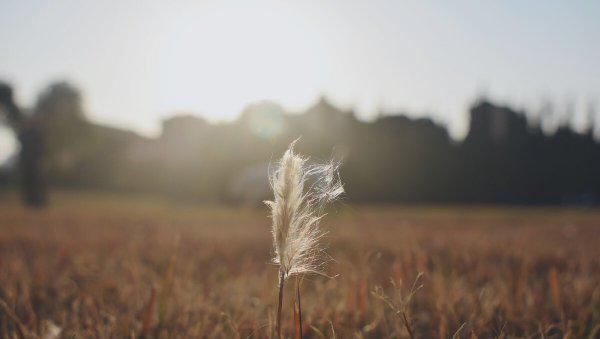 平凡的世界金波的结局