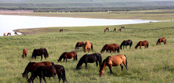 平凡的世界金波的结局