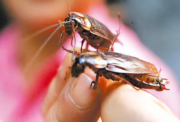 蟑螂打死会越来越多吗