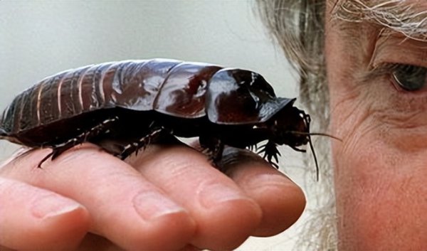 蟑螂打死会越来越多吗