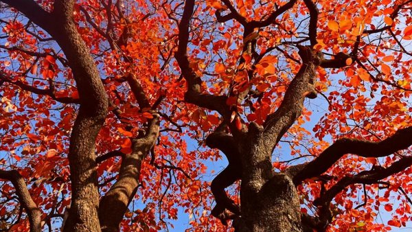 泰山和黄山哪个高一些