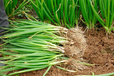 大量小葱可以做什么菜吃 香葱薄饼的详细制作方法