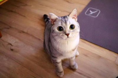 猫一个人在家能撑几天 猫咪独自在家能坚持2天时间吗