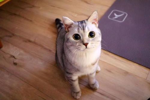 猫一个人在家能撑几天