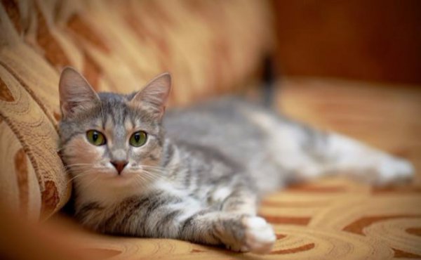 猫一个人在家能撑几天