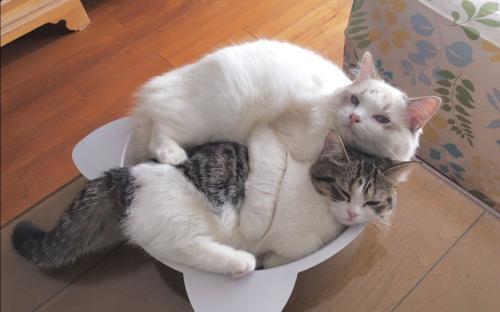 猫一个人在家能撑几天