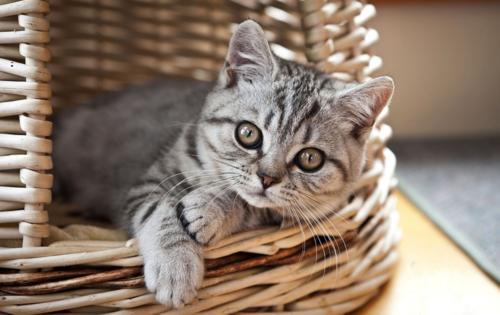 猫一个人在家能撑几天