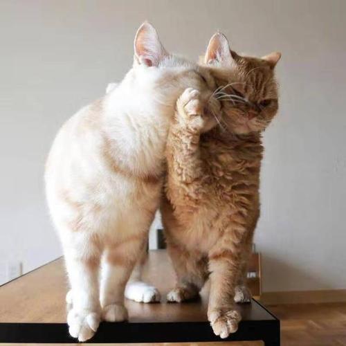 猫一个人在家能撑几天