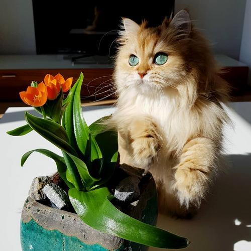 猫一个人在家能撑几天