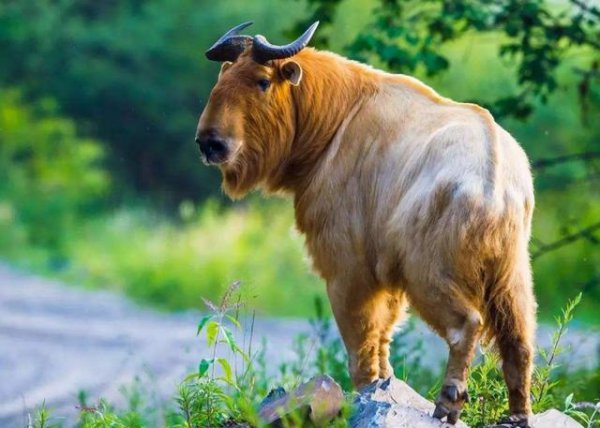 大熊猫为什么被视为我国的国宝