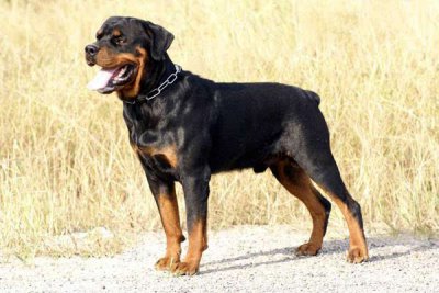 为什么很少人养罗威纳 盘点五个不养罗威纳的理由