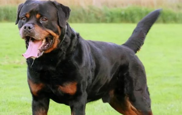 为什么很少人养罗威纳