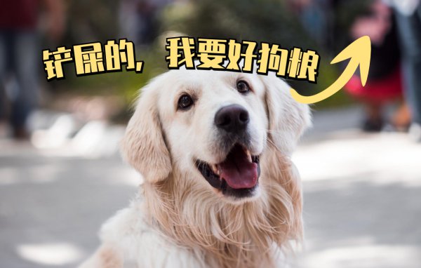 为什么很少人养罗威纳