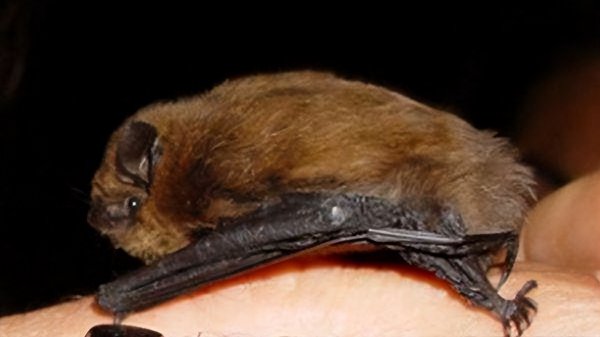 蝙蝠进卧室有什么预兆