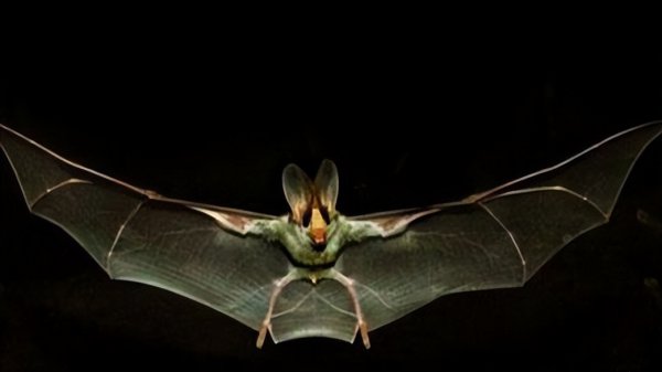 蝙蝠进卧室有什么预兆
