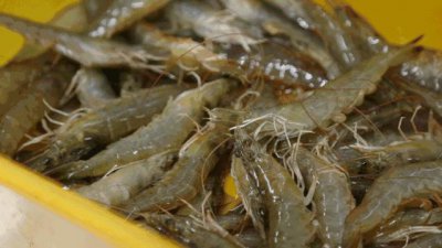 刚买回来的大虾怎么处理干净 虾怎么洗简单又干净