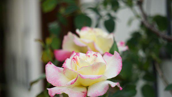 适合刚退休女人的工作