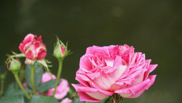 适合刚退休女人的工作