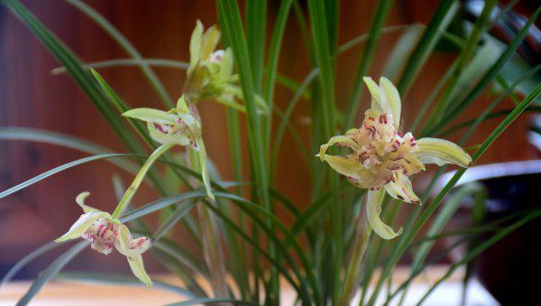 适合刚退休女人的工作