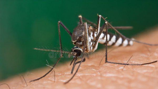 蚊子为什么不能被灭绝