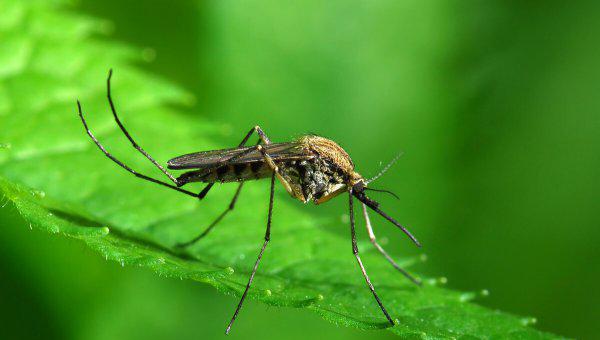 蚊子为什么不能被灭绝