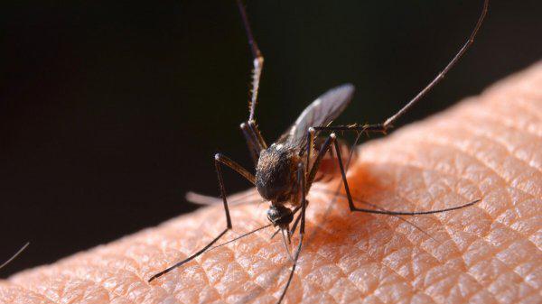 蚊子为什么不能被灭绝