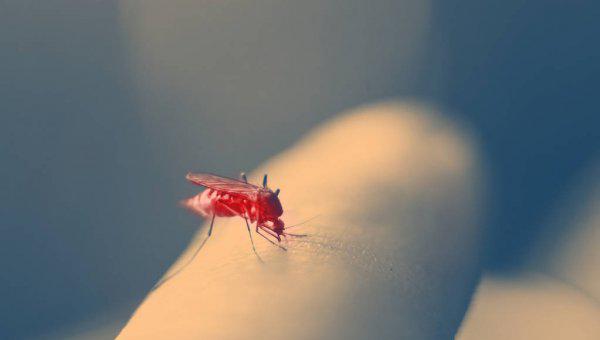 蚊子为什么不能被灭绝