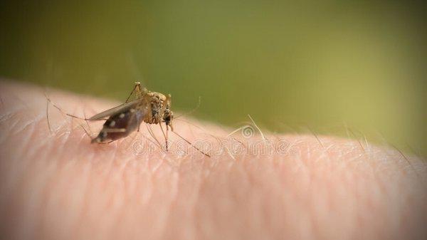 蚊子为什么不能被灭绝