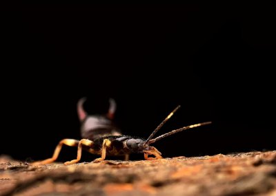 卫生间蠼螋是从哪来的 怎么才能彻底清除消灭厕所蠼螋